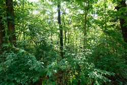 property photo for Springlake Plat 2 Tract 11, 0.19 acres for sale in Miller County, Missouri