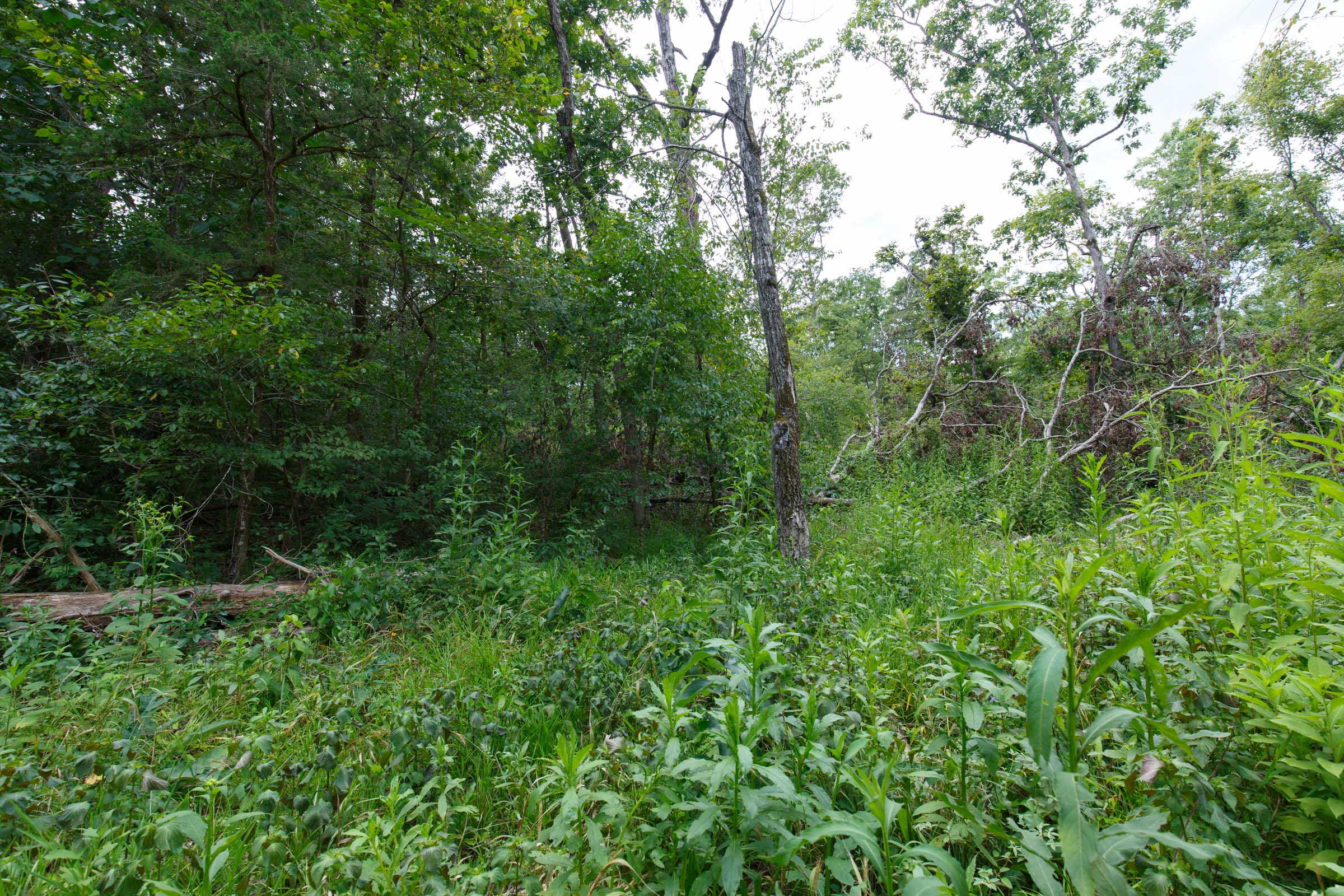 Tract 14 at Wild Wood in Taney County, Missouri