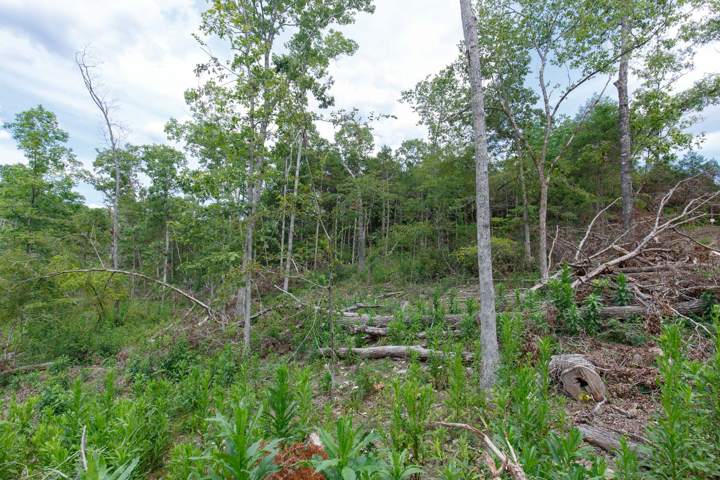 Tract 16 at Wild Wood in Taney County, Missouri